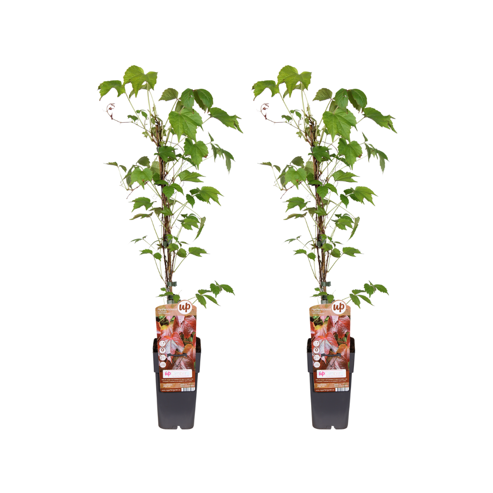 Vigne vierge Veitchii Boskoop - Parthenocissus tricuspidata - 2 plants - H 65 cm, pot Ø15 cm