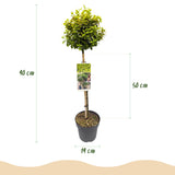 Green boutiQ - Tuinplant - Euonymus fortunei Emerald n Gold - Plant op stam - Terras Plant - Bladhoudend - Weinig Onderhoud - Pot 19cm Hoogte 90cm