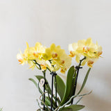 Orchidée Phalaenopsis jaune Blossom Albenga avec cache-pot Bold cognac - H 40 cm, pot Ø9 cm
