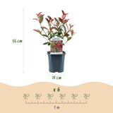 Green boutiQ - Siepi sempreverdi - Photinia fraseri Carre Rouge - verde rosso - 6 piante - 1 metro lineare - sempreverde - vaso 17cm altezza 55cm