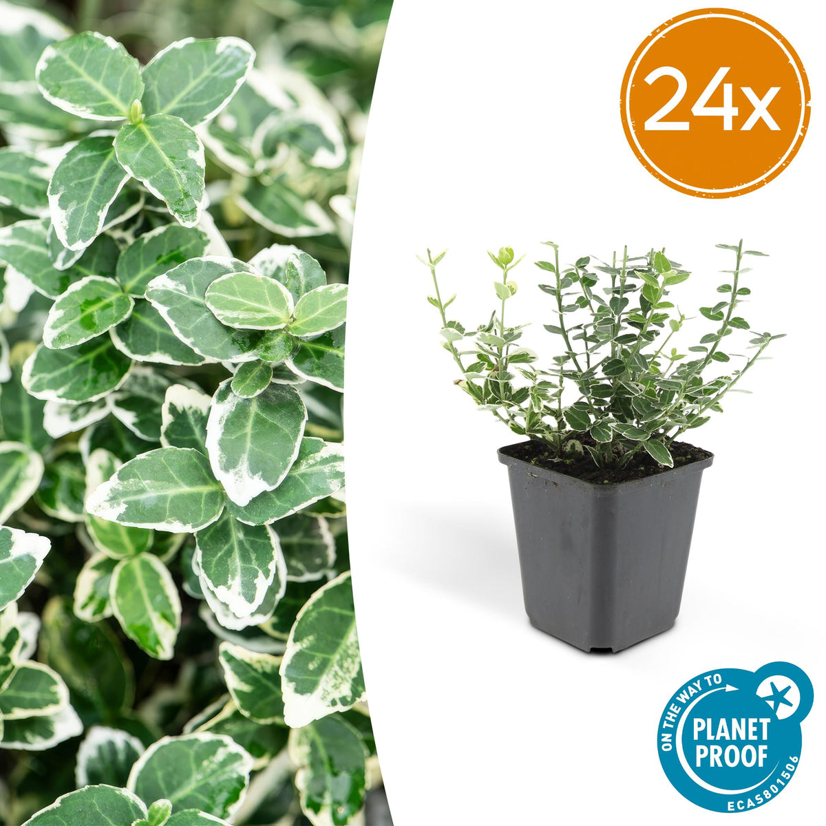 Fusain Emerald Gaiety en godet - Euonymus fortunei - H 10-25 cm, pot Ø9 cm