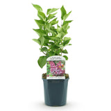 La Green Touch - Pianta da Giardino - Syringa vulgaris Michel Buchner - Lillà Comune - Resistente al Freddo - Rosa - 1 Pianta - Vaso 17cm - Altezza 45cm
