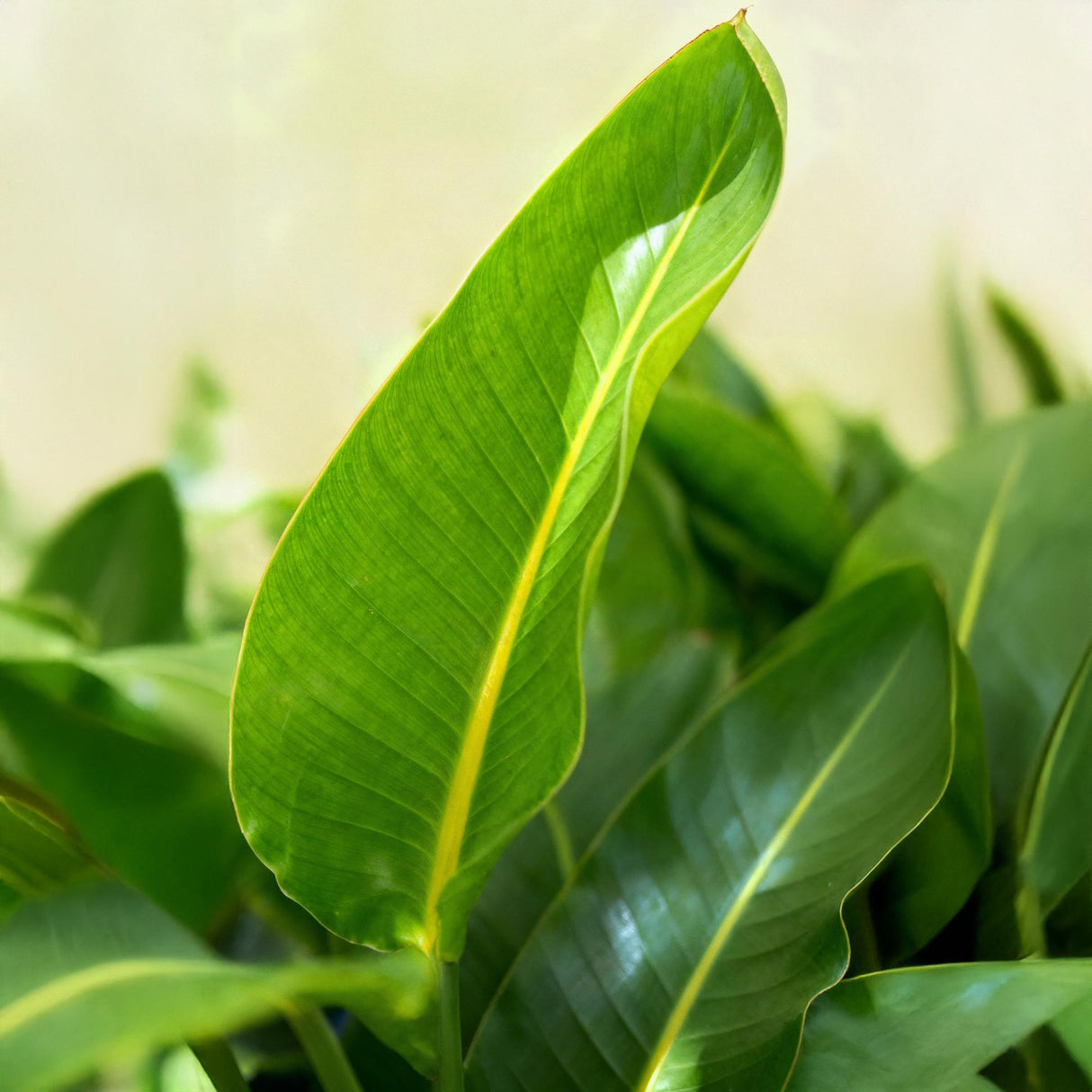 Strelitzia Nicolai – Oiseau de paradis | Grande taille, Pot 21 cm