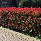 Green boutiQ - Siepi sempreverdi - Photinia fraseri Carre Rouge - verde rosso - 6 piante - 1 metro lineare - sempreverde - vaso 17cm altezza 55cm
