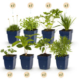 Green boutiQ - Borderpakket - Kleur Wit - 24 Vaste planten - 3 m2 - Diversen kleuren - Weinig Onderhoud - Pot 11cm