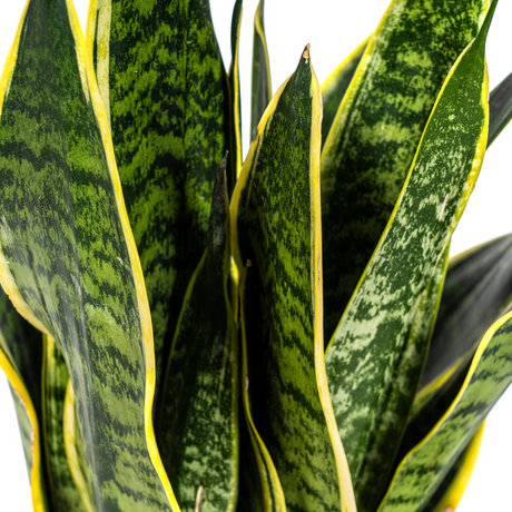 Sansevieria Futura Superba