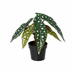 Begonia Maculata plante artificielle
