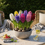 Green boutiQ - Bloembollen - Hyacinth mix - Diversen Kleuren - 10 stuks - Bolmaat 14/15 - XXL Pack