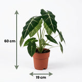 Alocasia Frydek – Oreille d'éléphant veloutée | Pot 19 cm