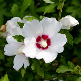 Green boutiQ - Pianta da Giardino - Hibiscus syriacus Red Heart - Hibisco da Giardino - Resistente al Freddo - Bianco - Rosso - 3 Piante - Vaso 17cm - Altezza 45cm