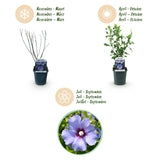 Green boutiQ - Pianta da Giardino - Hibiscus syriacus Oiseau Blue - Ibisco da Giardino - Resistente al Freddo - Blu - 3 Piante - Vaso 17cm - Altezza 45cm