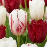 Tulipe triomphe Dutch Design - 120 bulbes