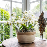 Orchidées Phalaenopsis blanches Blossom Lausanne en panier Cotton - bouquet de 3