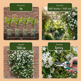 Jasmin officinal - Jasminum officinale - H 35 cm, pot Ø9 cm - photo 5