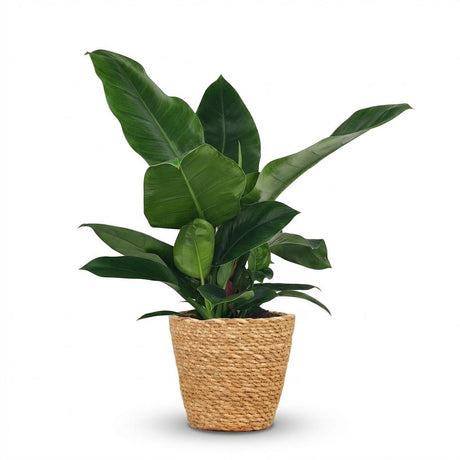 Philodendron Imperial Green | Pot 19 cm