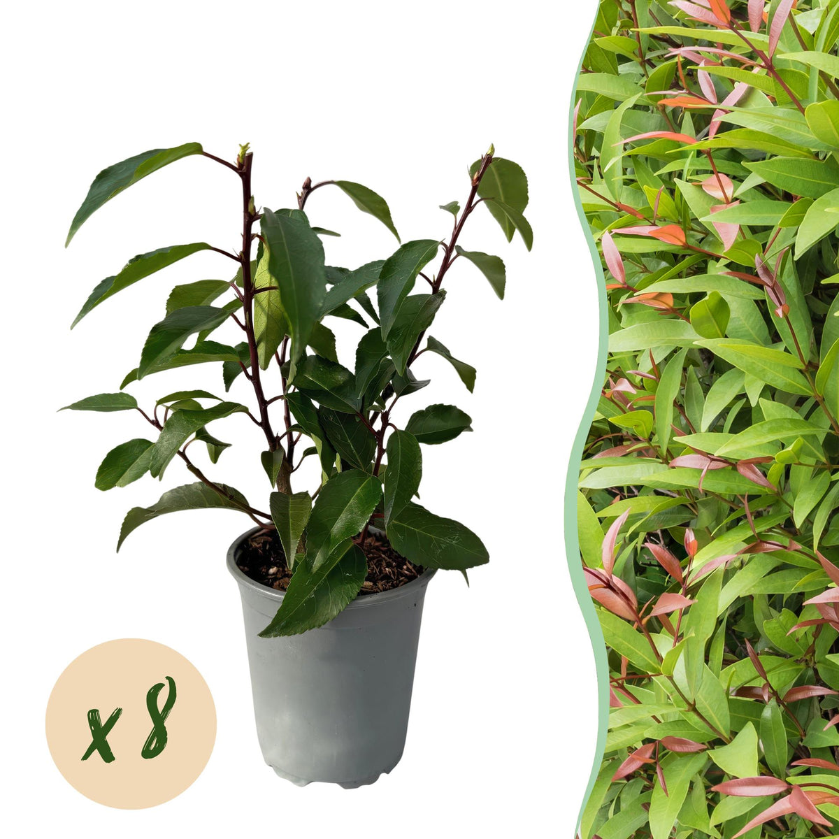 Laurier du Portugal Angustifolia pour haie - Prunus lusitanica - H 25-35 cm, pot Ø9 cm - photo 15