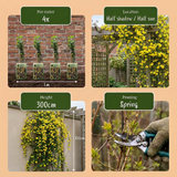 Jasmin d'hiver - Jasminum nudiflorum - lot de 4 plants - pot Ø9 cm