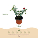 Green boutiQ - Rosa da Giardino - Rosa Rote The Fairy - Rosa - Resistente all'Inverno - Rosso - 3 Piante - Vaso 12cm - Altezza 20-25cm