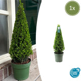1x Ilex piramide 55 cm hoog |  Ø  21 cm