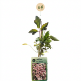 Clématite des montagnes Marjorie - Clematis montana - H 35 cm, pot Ø9 cm - photo 2