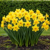 Narcisse jaune - calibre 10/12