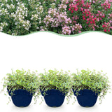 Thyms couvre-sol en mélange de coloris - Thymus praecox - H 15-25 cm, pot Ø11 cm