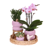 Orchidée Phalaenopsis rose Mineral Antwerpen et 2 succulentes - coffret Horizon rose - pot Ø9 cm