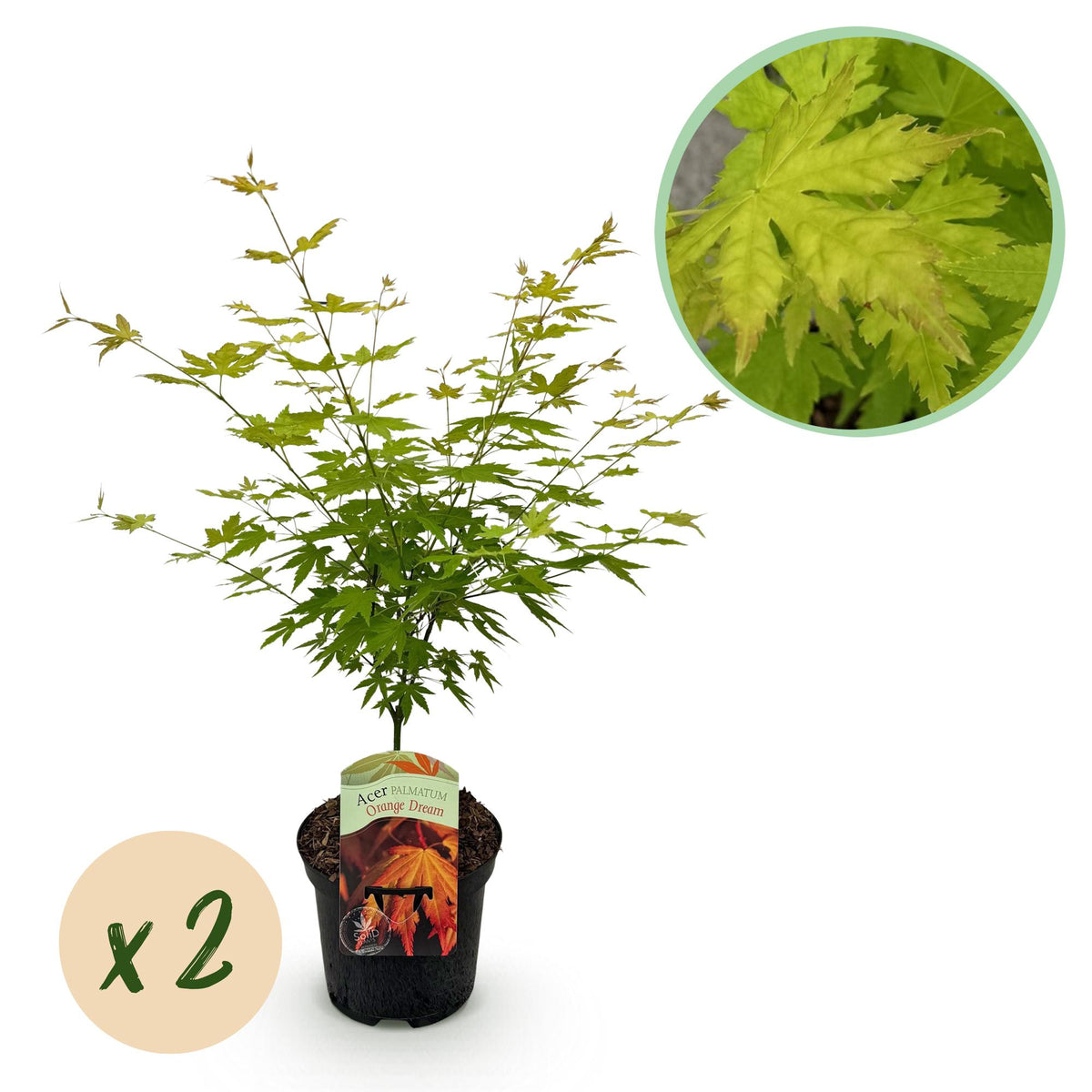 Green boutiQ - Terrasplant - Japanse Esdoorn - Acer palmatum Orange Dream - Oranje - 2 Planten - Bladverliezend - Pot 19cm Hoogte 70cm