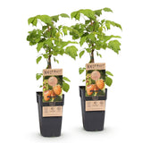 Framboisier jaune Fallgold remontant - Rubus idaeus - 2 plants - H 50 cm, pot Ø15 cm