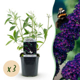 Green boutiQ - Pianta da Giardino - Buddleja davidii Black Night - Arbusto delle Farfalle - Resistente al Freddo - Viola - 3 Piante - Vaso 17cm - Altezza 45cm