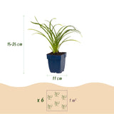 Hémérocalle Stella de Oro - H 15-25 cm, pot Ø11 cm