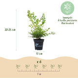 La Green Touch - Siepe di Bosso - BetterBuxus Babylon Beauty - Resistente alla malattia del Bosso - 12 piante - 2 metri lineari - vaso 13cm altezza 30-35