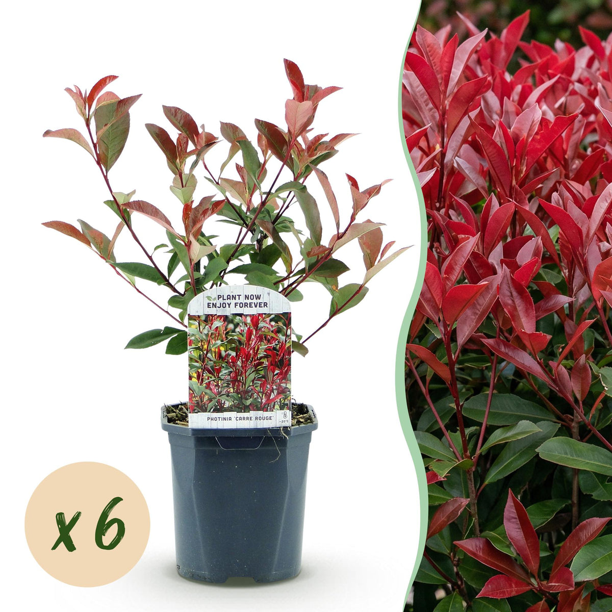 Green boutiQ - Siepi sempreverdi - Photinia fraseri Carre Rouge - verde rosso - 6 piante - 1 metro lineare - sempreverde - vaso 17cm altezza 55cm