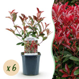 Green boutiQ - Siepi sempreverdi - Photinia fraseri Carre Rouge - verde rosso - 6 piante - 1 metro lineare - sempreverde - vaso 17cm altezza 55cm