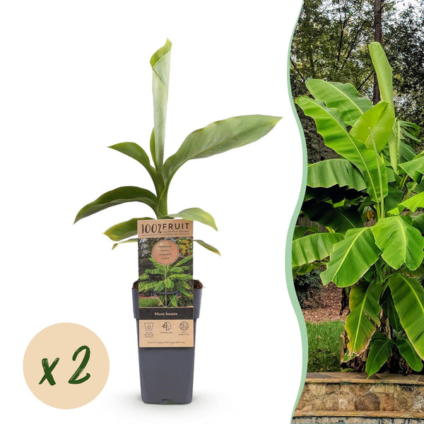 Green boutiQ - Fruitplant - Japanse vezelbanaan - Musa Basjoo - Winterhard - 2 planten - Pot 15cm Hoogte 50cm
