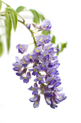 Glycine de Chine Prolific - Wisteria sinensis - H 65 cm, pot Ø15 cm