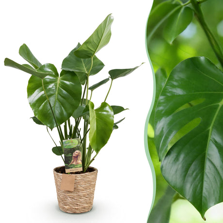 Monstera Deliciosa avec panier – Plante trouée | Pot 17 cm, Hauteur 50-55 cm