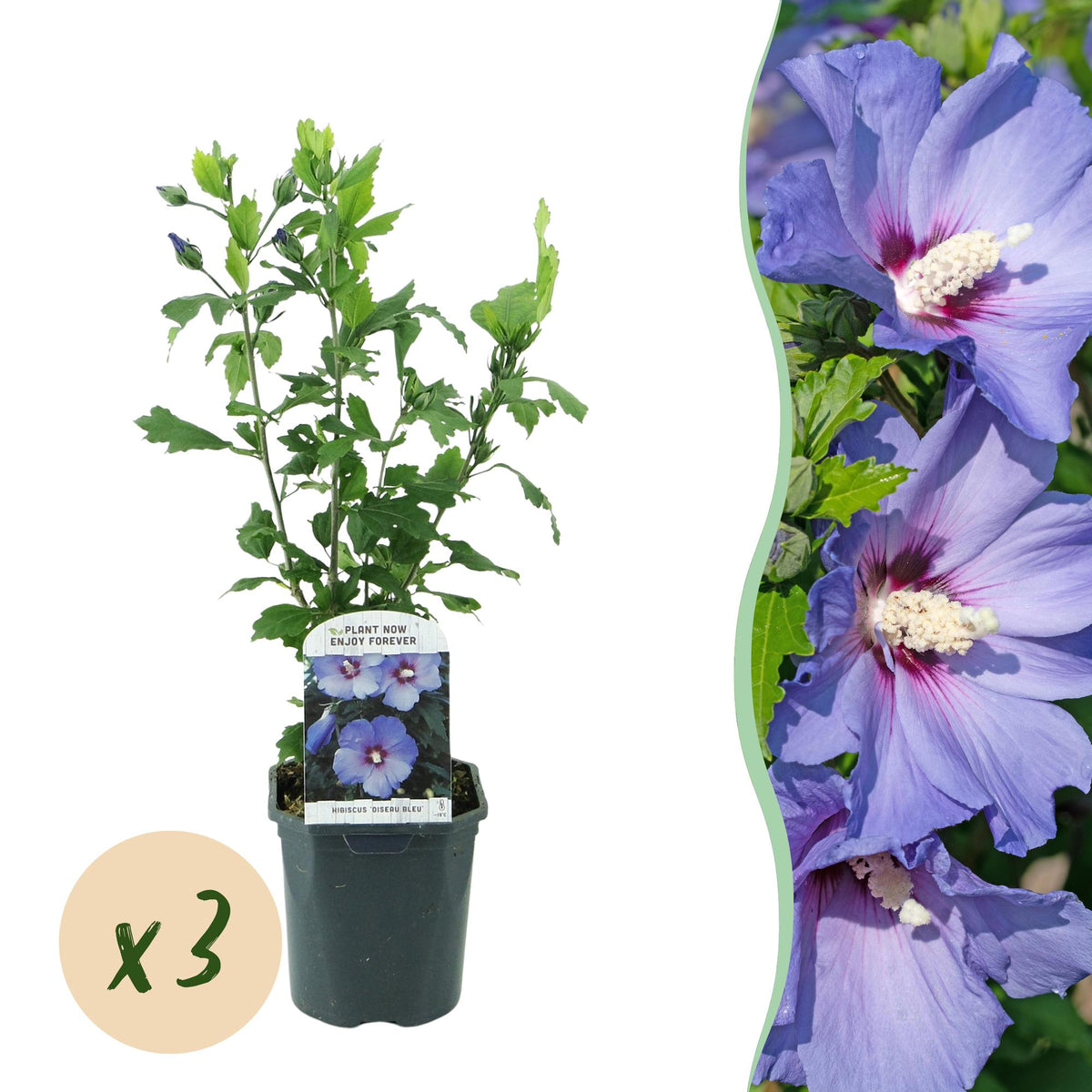 Green boutiQ - Pianta da Giardino - Hibiscus syriacus Oiseau Blue - Ibisco da Giardino - Resistente al Freddo - Blu - 3 Piante - Vaso 17cm - Altezza 45cm