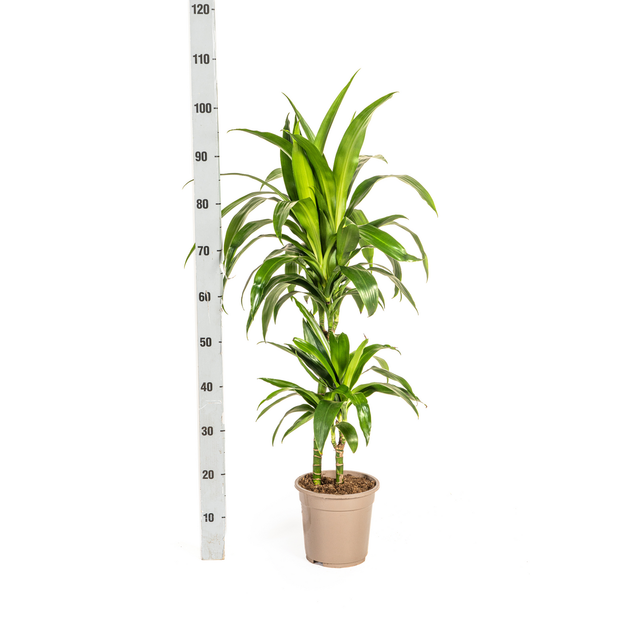 Dracaena Lisa