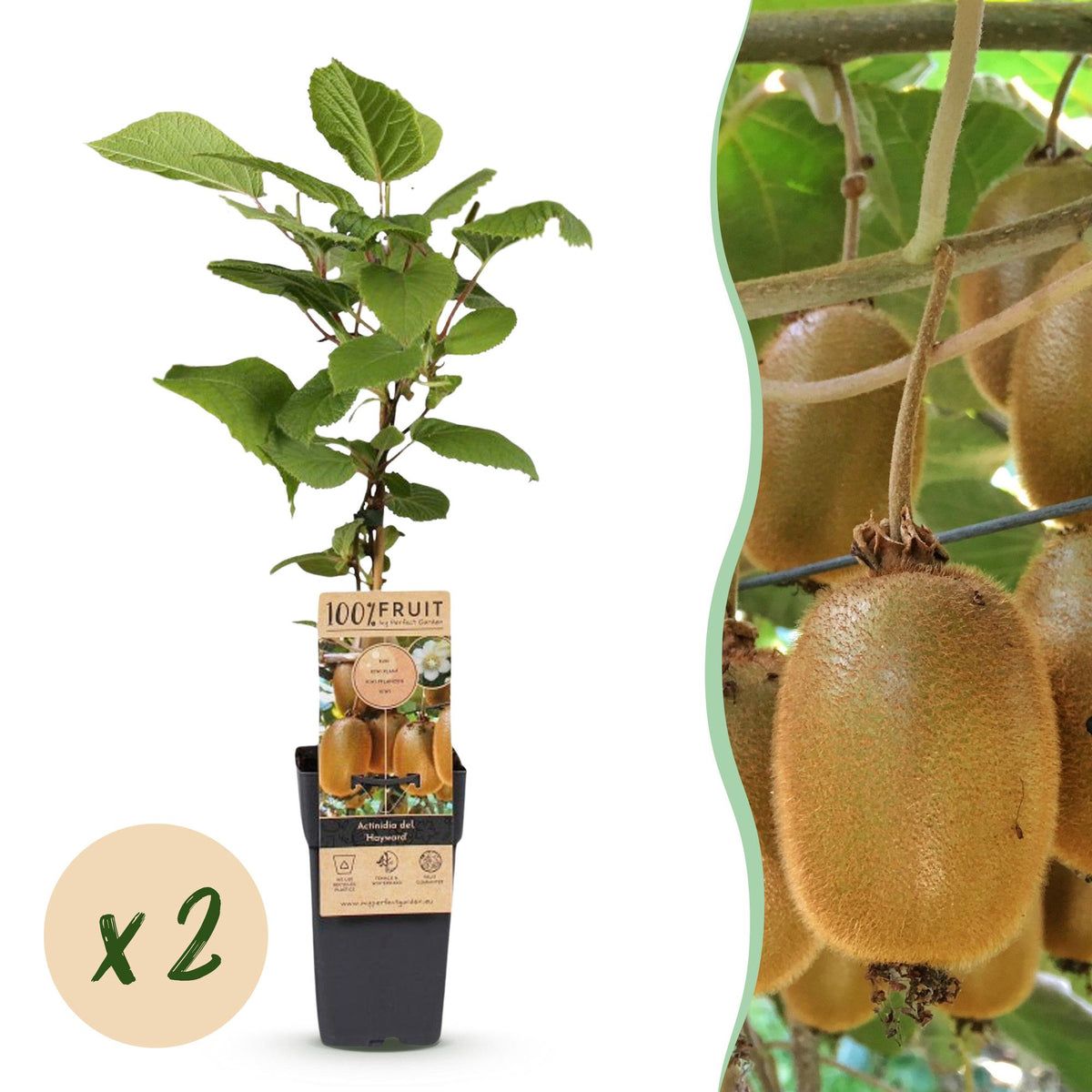 Kiwi Hayward femelle - Actinidia deliciosa - 2 plants - H 50 cm, pot Ø15 cm