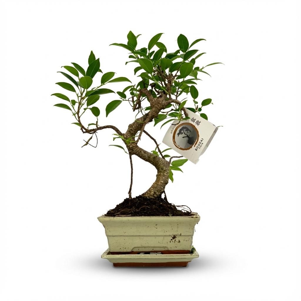 Bonsaï S-Form – Pot céramique | Ø 15 cm, Hauteur 30-35 cm