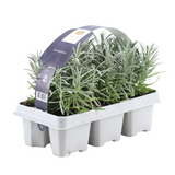 1x 6 pack Lavendel angustifolia - 6 x Ø7 cm - ↕15 cm