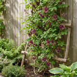 Akébie à cinq feuilles - lot de 2 plants - pot Ø9 cm
