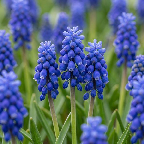 Muscari d'Arménie - calibre 7/8