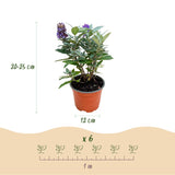 Green boutiQ - Pianta da Giardino - Buddleja davidii Butterfly Candy Little Tricolour - Arbusto Farfallesco - Compatto - Rosa-Bianco-Lilla - 3 Piante - Vaso 12cm - Altezza 20-25cm