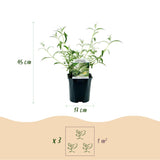 La Green Touch - Pianta da Giardino - Buddleja davidii White Profusion - Arbusto delle Farfalle - Resistente al Gelo - Bianco - 3 Piante - Vaso 17cm - Altezza 45cm