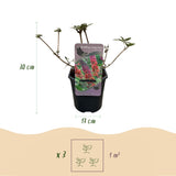 Green boutiQ - Vlinderstruik - Buddleja davidii Flower Power - Bloem Oranje Paars - 3 Planten - 1m2 - Bladverliezend - Vlinderlokkend -  Pot 17cm Hoogte 30cm