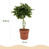 Schefflera Gold Capelle – Arbre doigt | Pot 17 cm