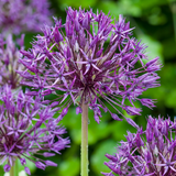 Ail d'ornement Purple Rain - 160 bulbes