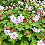 Géranium vivace Spessart - H 15-25 cm, pot Ø11 cm